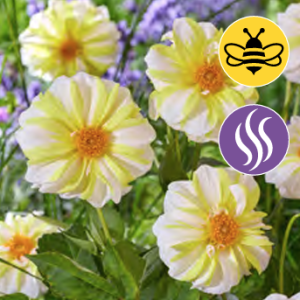 Dahlia Fire and Ice Lemon 1stk