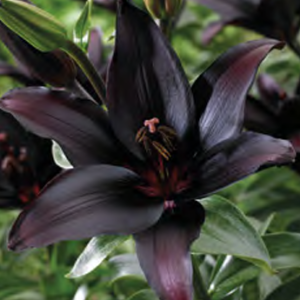 Liljum Landini, 1 stk