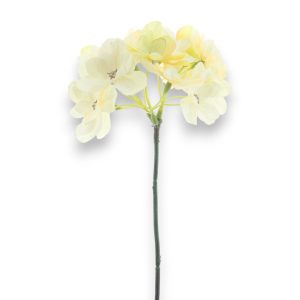 Hortensía Baldwin 45cm - kremuð/græn