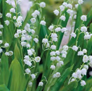 Convallaria majalis, 10 stk
