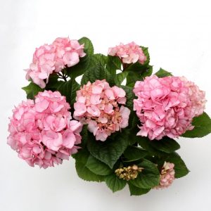 Hortensía Macrophylla - bleik