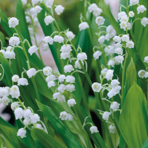 Convallaria majalis, 10 stk