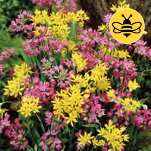 Allium Mixed, 20 stk