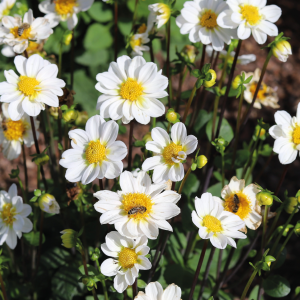 Dahlia Border Topmix White, 1 stk