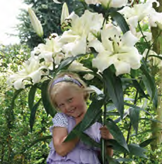 Lilium Pretty Woman, 1 stk