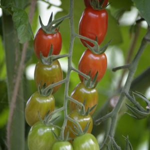 Tómatur Krebs Linea F1