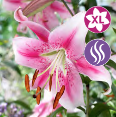 Lilium Anastasia XL, 1 stk