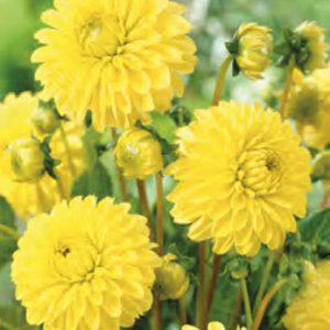 Dahlia Golden Torch, 1 stk