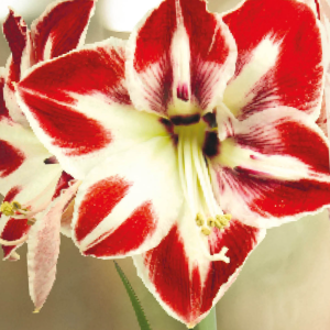 Amaryllis Amorita Esus, 1 stk