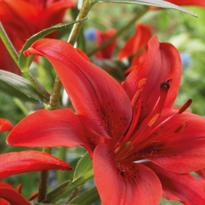 Lilium Red County, 1 stk