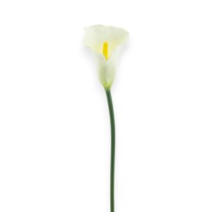 Calla Lilja