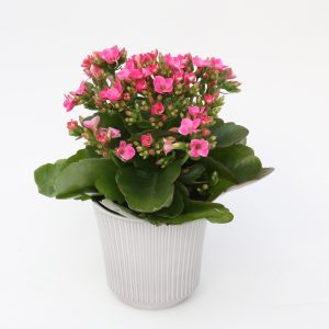 Ástareldur - bleikur