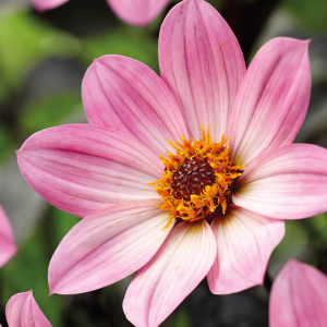 Dahlia Happy Days Pink, 1 stk