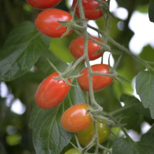 Tómatur Krebs Elena F1