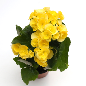 Begonia - gul