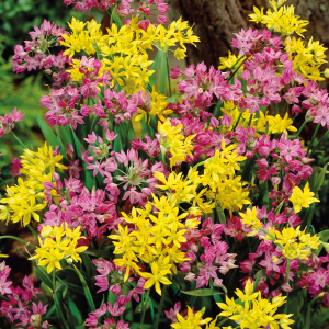 Allium Mixed, 20 stk
