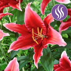 Lilium Red Flash, 1 stk