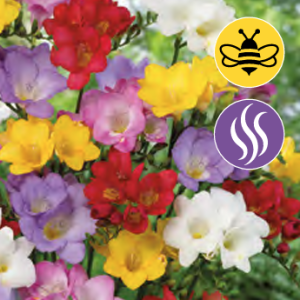 Freesia Single Mixed 10stk