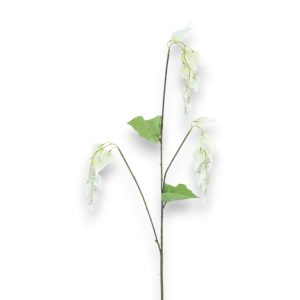 Dicentra 96cm - kremuð