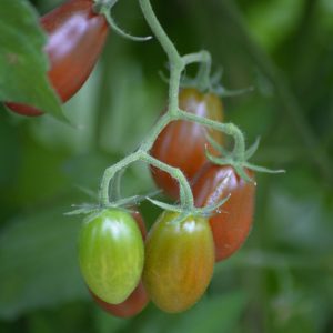 Tómatur Krebs Brown Tasty F1