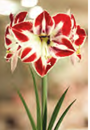 Amaryllis Amorita Esus, 1 stk