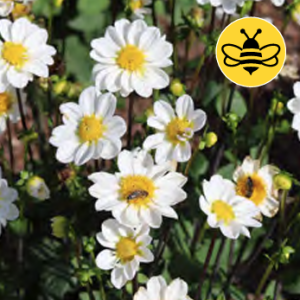 Dahlia Border Topmix White, 1 stk