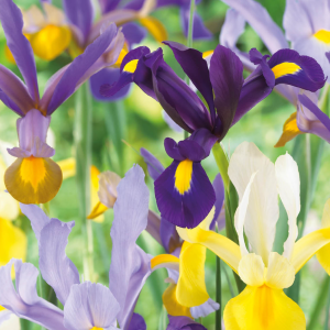 Iris Hollandica mixed, 10 stk