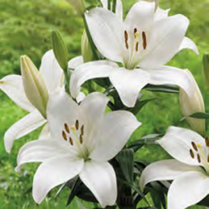 Lilium Kent, 3 stk
