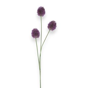 Allium 81cm - fjólublár