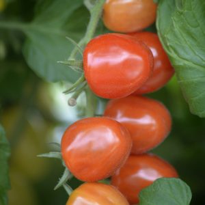 Tómatur Krebs Strawb Fields F1