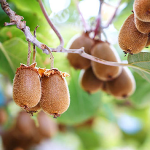 Actinidia chinensis ´Jenny´ kiwiplanta