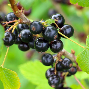 Ribes nigrum ´Titania´