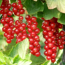 Ribes rubrum ´Rovada´ C2