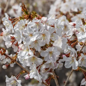 Prunus Brillant C3