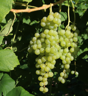 Vitis ´Himrod´ vínberjarunni