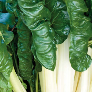 Beðja – White silver 2