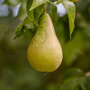 Pyrus ´Conference´ perutré