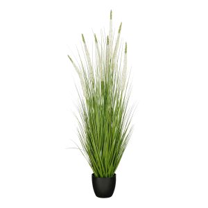 Grass Eremurus in pot white