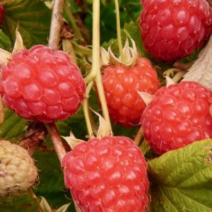 Rubus ´Glen Ample´