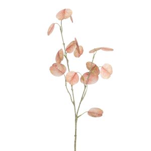 Eucalyptus 60cm peach