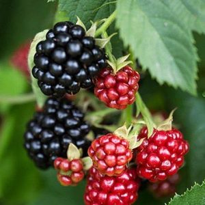 Rubus ´Oregon Thornless´ C2