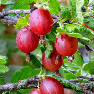 Ribes ´Darling Crispa´