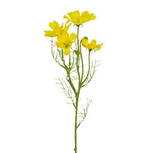 Cosmos - 60cm yellow