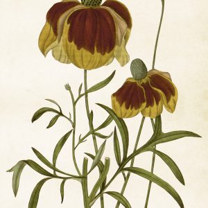Mynd 50x70 Rudbeckia