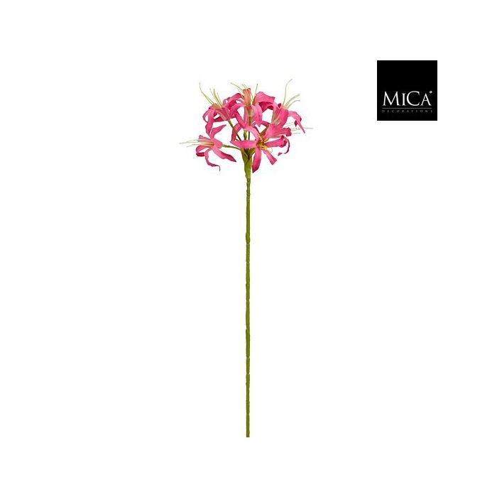 Nerine d.bleik 59cm