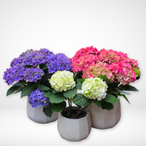 Hydrangea Magical Evolution