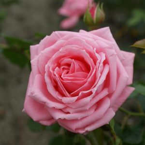 Coral Dawn rós