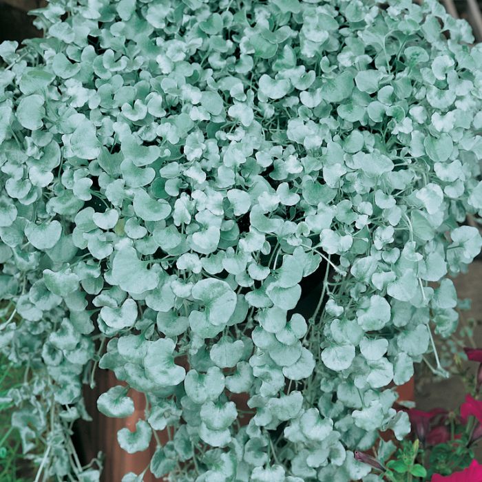 Silfurfoss