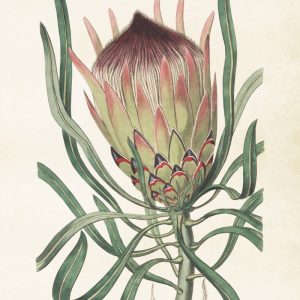 Mynd 50x70 Protea