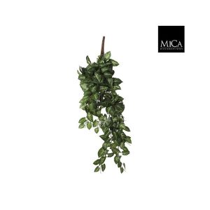 Syngonium hengiplanta 54x20cm
